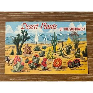 00269 - Vintage Desert Plants Southwest Scenic Postcard Cactus Art‎ 1971 FS-1375